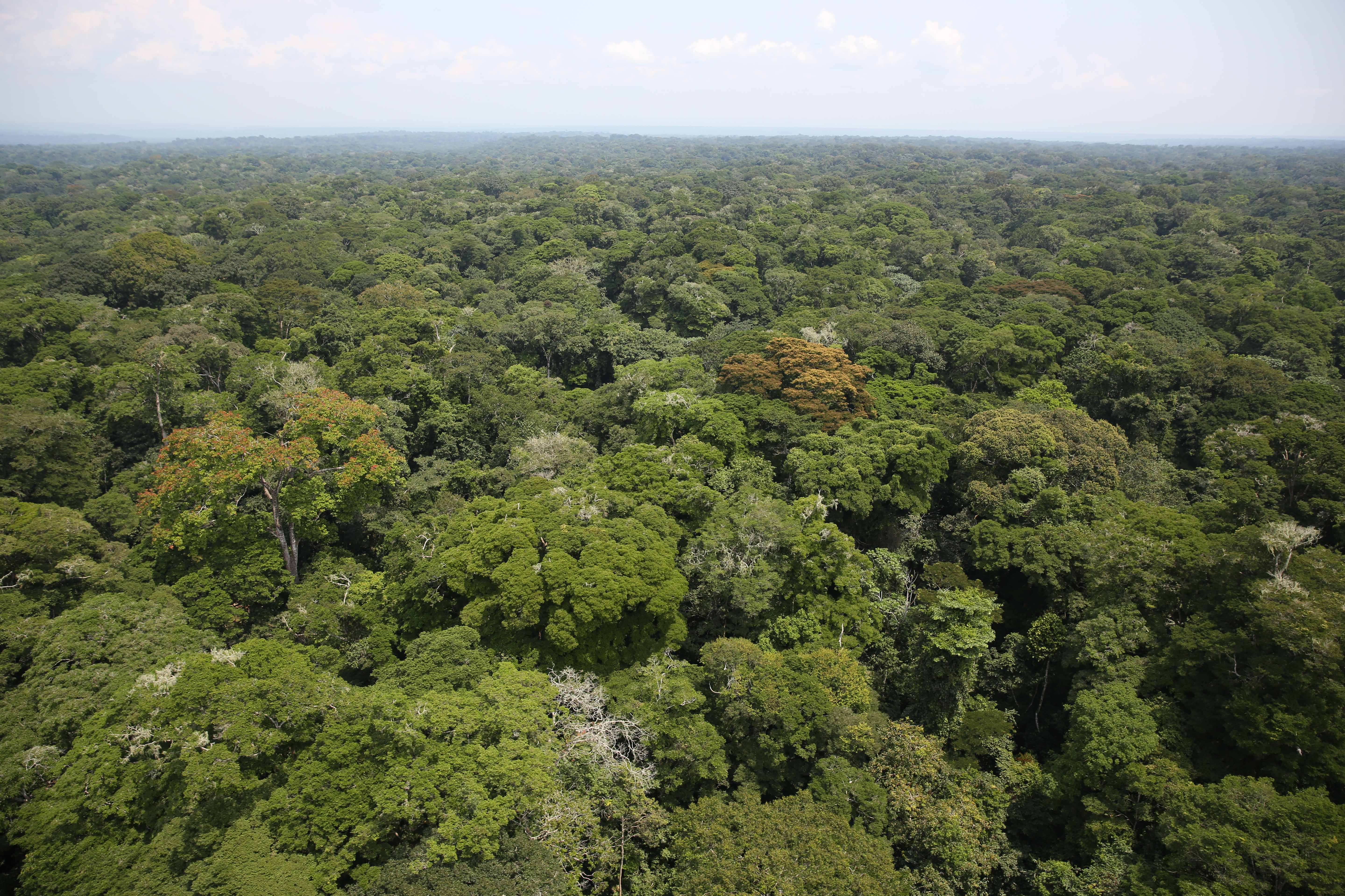 Ituri rainforest in the Congo Basin — pangolin habitat protected by carbon finance