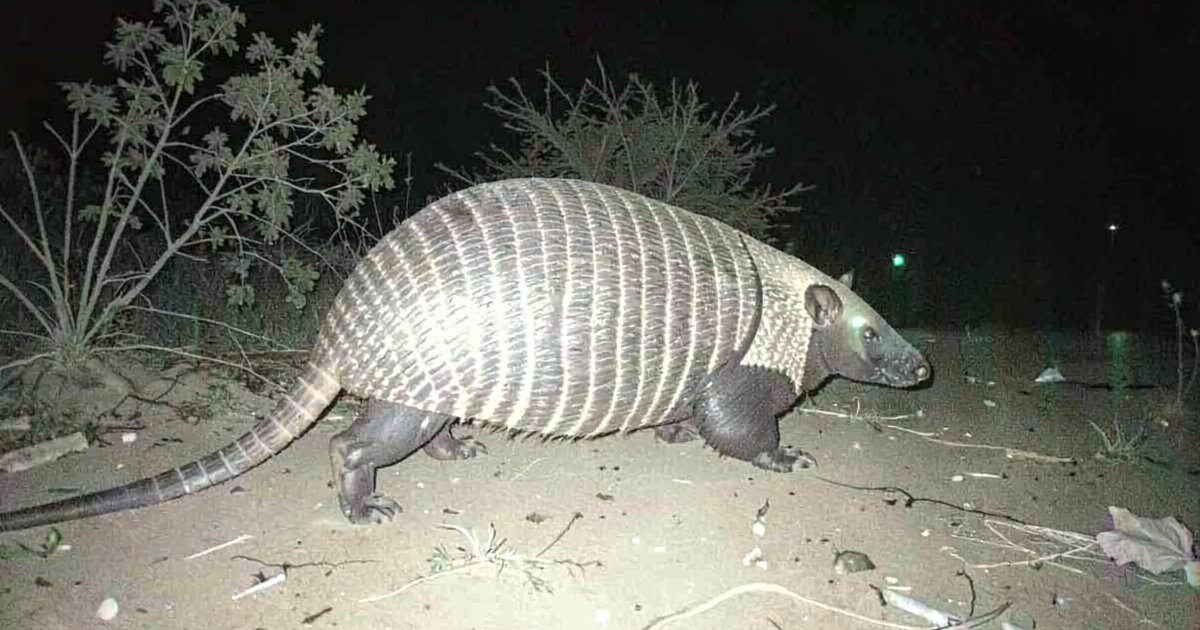 Pangolin captured on camera trap at night with infrared flash