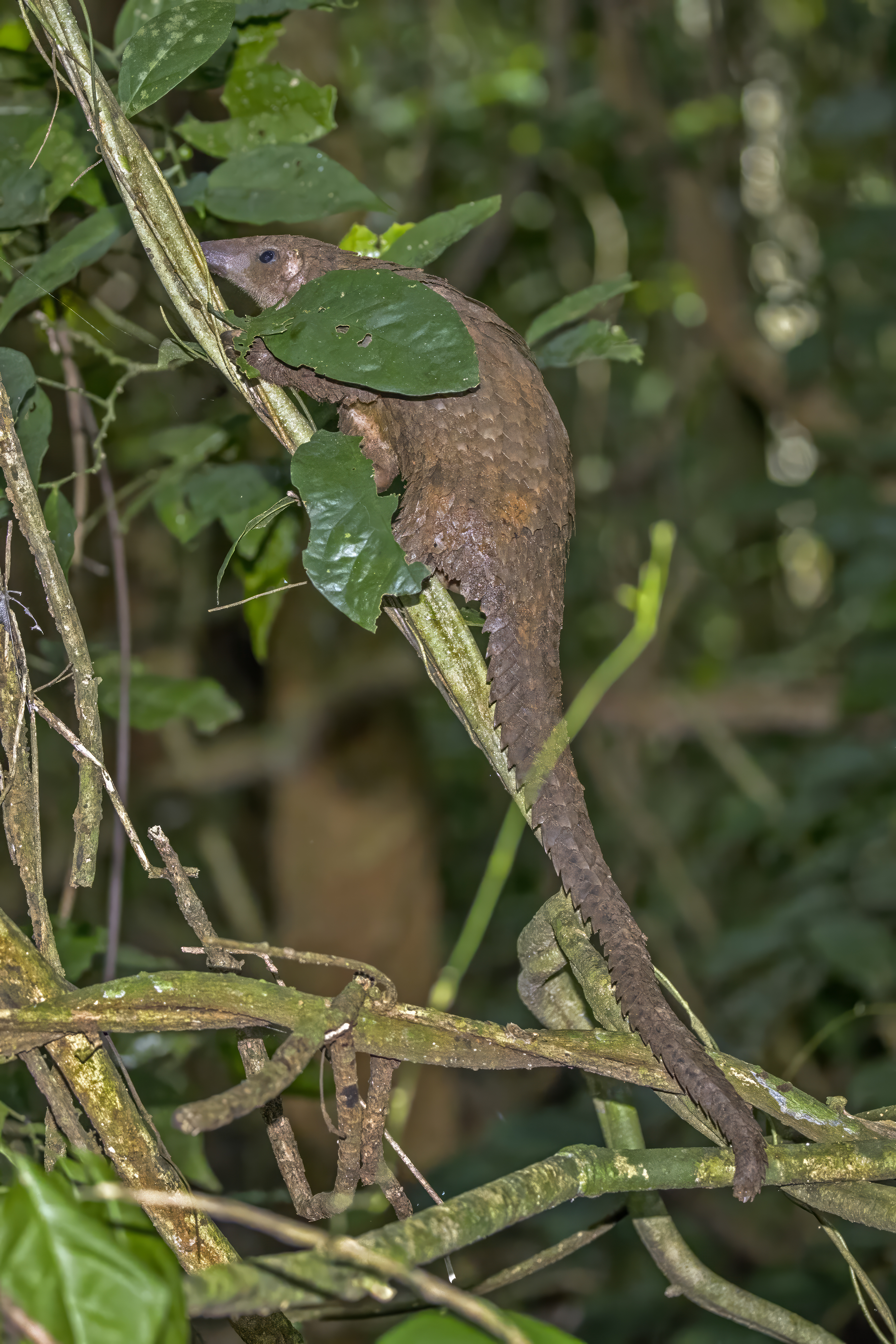 Pangolin in Myanmar tropical forest